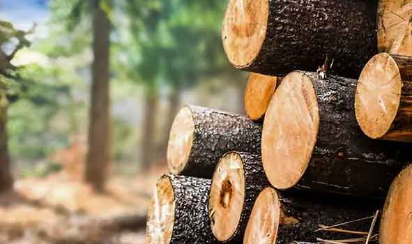 واردات، صادرات و ترانزیت چوب و کاغذ و مواد سلولوزی